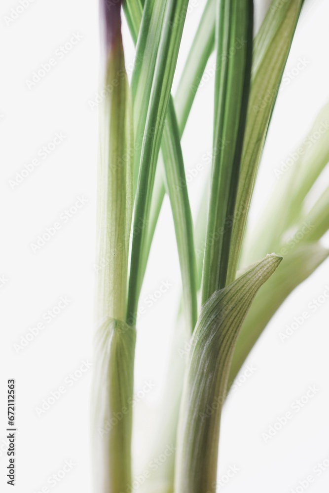 Purple crocus flowers. Isolated bright white background Purple crocus flowers. Isolated bright white background