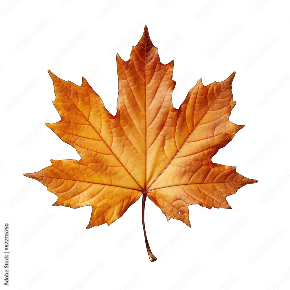 Autumn dry maple leaf isolated on white Autumn dry maple leaf isolated on white