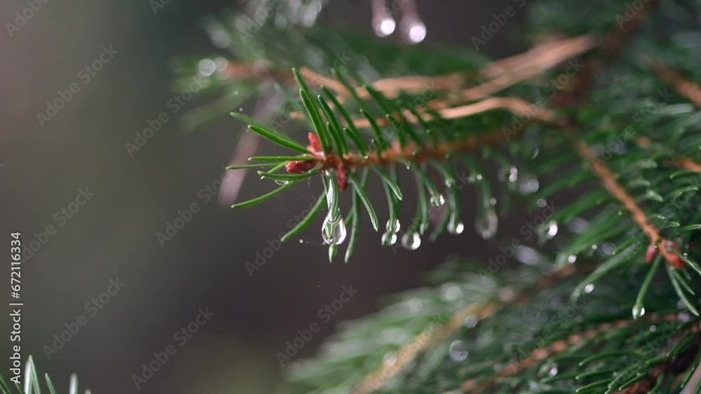 Slow-motion droplets fall from pine or spruce needles. Rainy setting with autumn colors. Slow-motion droplets fall from pine or spruce needles. Rainy setting with autumn colors.