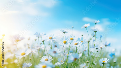 Beautiful wild flowers chamomile © Denis