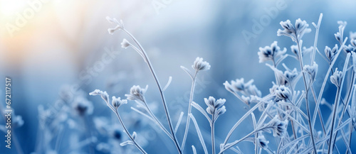 Beautiful winter background with a plants covered with hoarfrost and snow © Denis