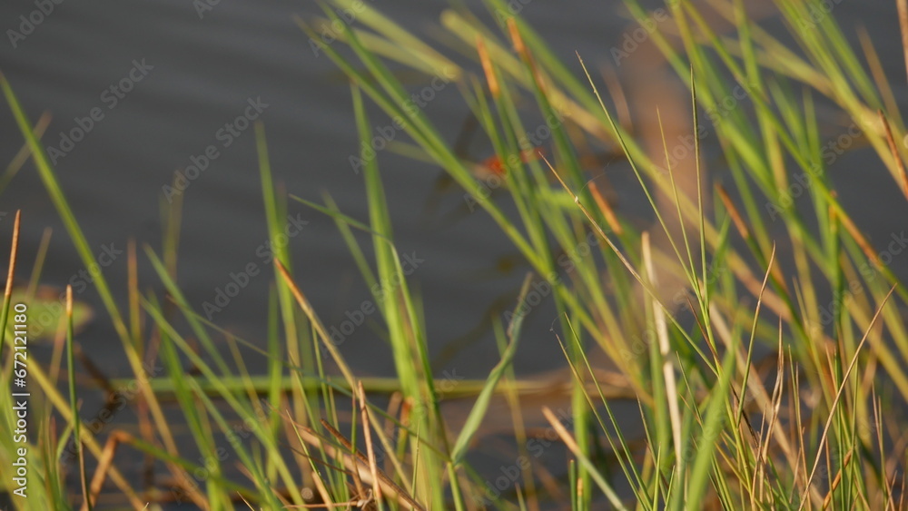 grass and water grass and water