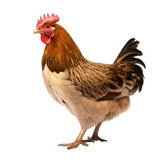 Chiken isolated on transparent background generative ai