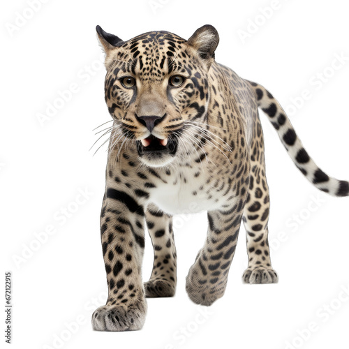 Panthera isolated on transparent background generative ai 