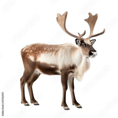 Reindeer isolated on transparent background generative ai  © GHart