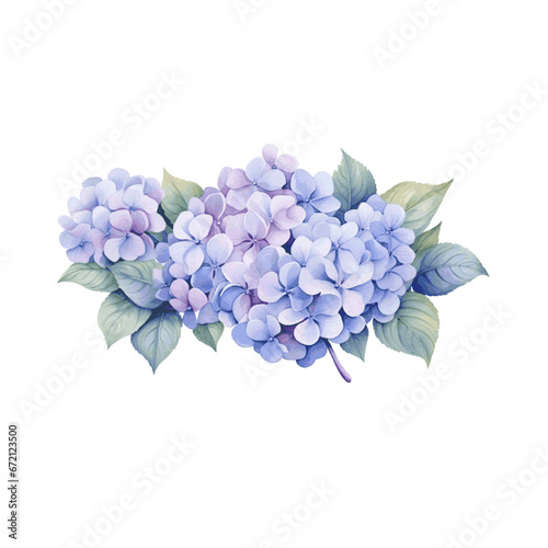 Beautiful bouquets with blue and purple hydrangea flowers watercolor paint on white background