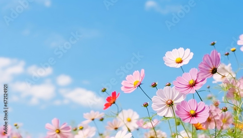 flowers and sky © Denis