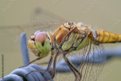 Sympétrum strié - Sympetrum striolatum  photo