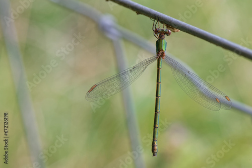 Chalcolestes viridis - leste vert - Chalcolestes  photo