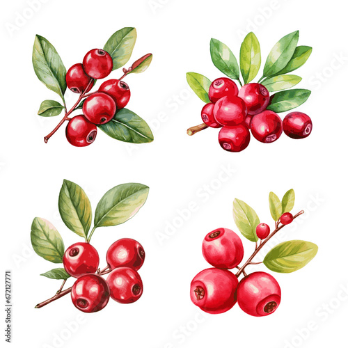 cranberry with leaves watercolor paint on white for food design
