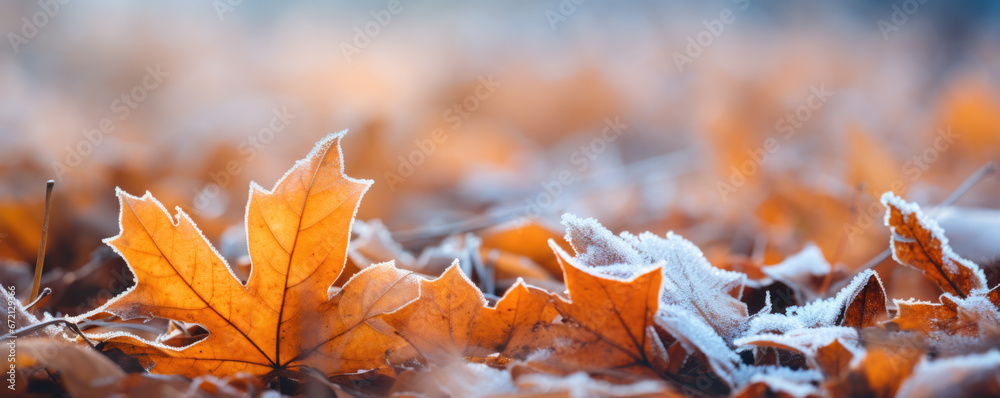 Beautiful frozen autumn maple leaves on the ground. Autumn winter background