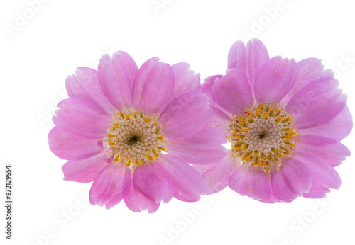 cineraria flowers isolated