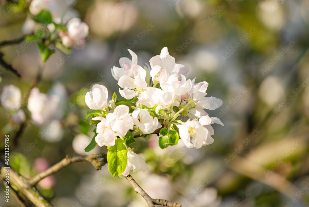 apple tree flowers on a tree in spring