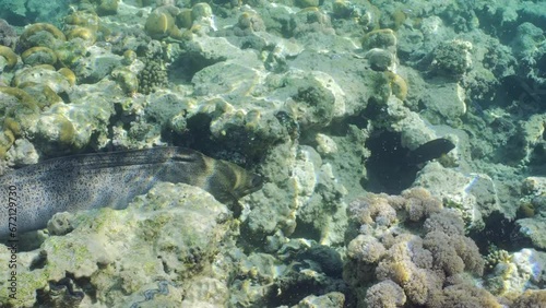 Giant Moray (Gymnothorax javanicus) floating on top of coral reef on shallow water on sunny day in bright sunbeams, Slow motion photo