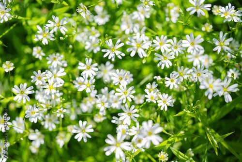 background of chickweed flowers in spring