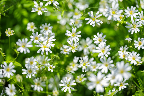 background of chickweed flowers in spring