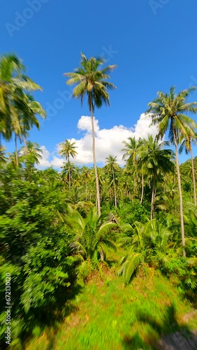 Wallpaper Mural FPV drone flying through the lush tropical rainforest close to towering trees, palm fronds, ferns, and exotic flora. Torontodigital.ca