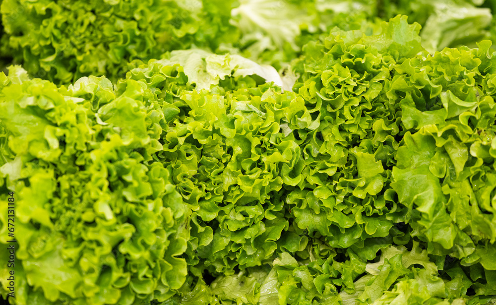 background of green lettuce leaves background of green lettuce leaves