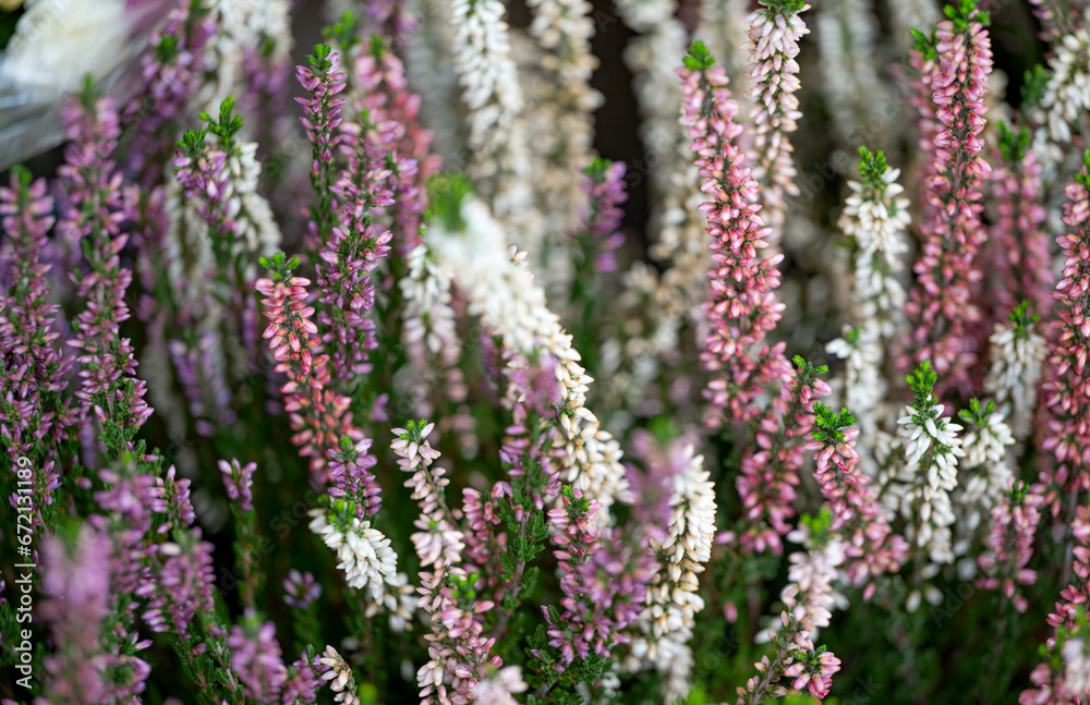 Obraz premium background of beautiful heather flowers