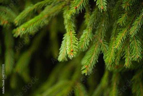 beautiful background of spruce branches