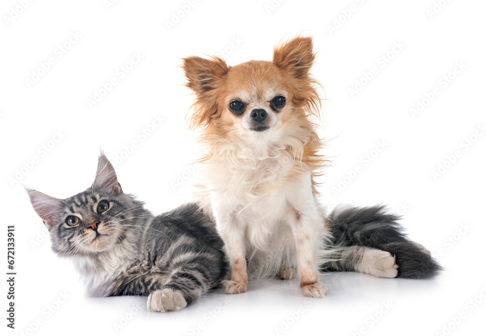 maine coon kitten and chihuahua