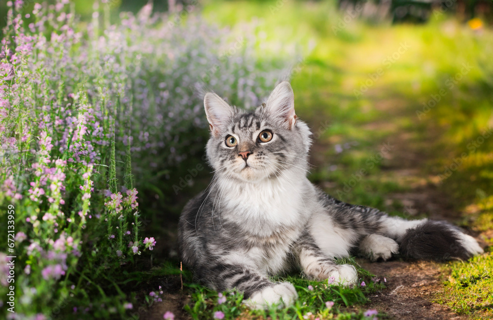 Fototapeta premium maine coon kitten