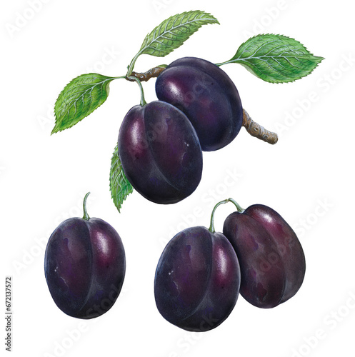 realistic illustrations of plum (Prunus domestica) with a branch, flowers, fruits and leaves