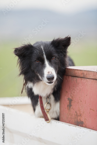 Border Collie sheep dog on a farm