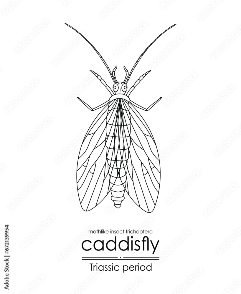 Prehistoric caddisfly mothlike insect trichoptera, a Triassic period