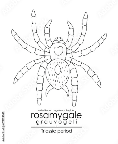 Prehistoric spider Rosamygale grauvogeli, a Triassic period creature, oldest known mygalomorph. Black and white line art, perfect for coloring and educational purposes.