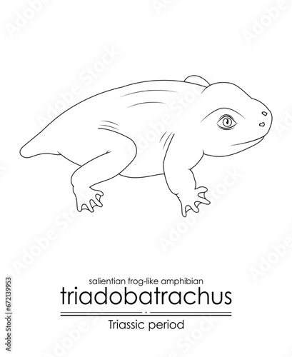 Prehistoric salientian frog-like amphibian Triadobatrachus, a Triassic period creature, black and white line art. Perfect for coloring and educational purposes.