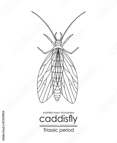 Prehistoric caddisfly mothlike insect trichoptera, a Triassic period creature. Black and white line art, perfect for coloring and educational purposes.
