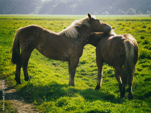 Chevaux dans les Barthes de Saubusse