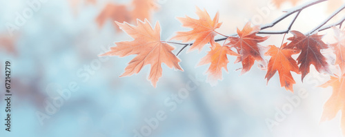 Beautiful frozen branch with orange and yellow maple leaves in the forest. Autumn winter background © Jasmina