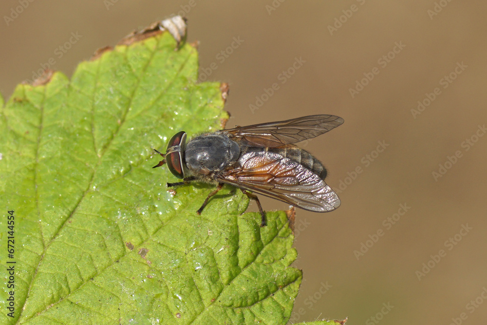 Closeup female Levels Yellow-horned horsefly (Hybomitra solstitialis synonym Hybomitra ciureai). Family Horse-flies, gadflies (Tabanidae). On a leaf. July, Dutch garden. Closeup female Levels Yellow-horned horsefly (Hybomitra solstitialis synonym Hybomitra ciureai). Family Horse-flies, gadflies (Tabanidae). On a leaf. July, Dutch garden.