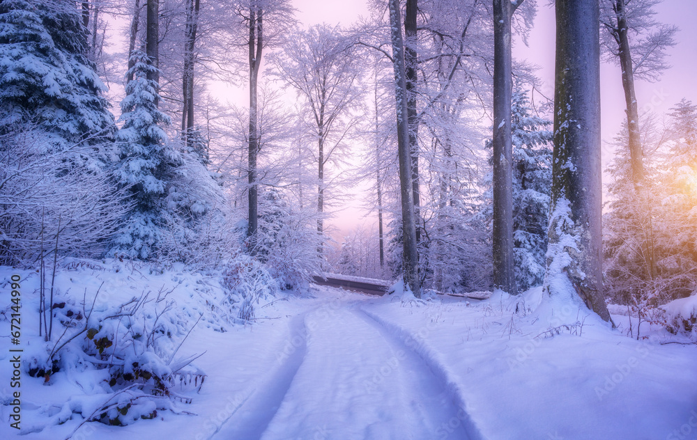 Naklejka premium Road in snowy forest in beautiful winter at sunset. Colorful landscape with trees in snow, trail, purple sky in evening. Snowfall in woods. Wintry woodland. Snow covered forest at dusk. Trees in hoar