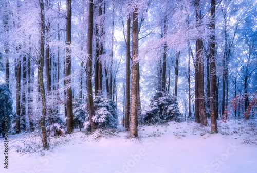 Snowy forest in amazing winter at sunrise. Colorful landscape with trees in snow, orange sky at dawn in mountains. Snowfall in woods. Wintry frozen woodland. Snow covered forest. Trees in hoar Nature