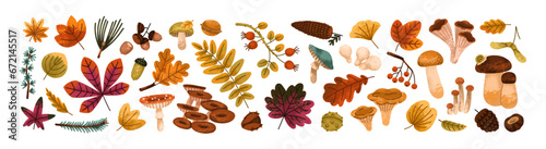 Botanical autumn set. Tree leaves, mushrooms, leaf branches, berries, acorn and foliage. Fall forest decorations. Natural design elements bundle. Flat vector illustrations isolated on white background photo