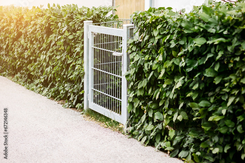 Hedge Fence with Stainless Steel Wicket Entrance Door of Patio Garden. Hedgerow or Green Leaves Wall of Modern Landscaping.