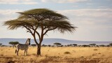 Wide shot of a lovely separated single tree in a safari with two zebras brushing the grass close it