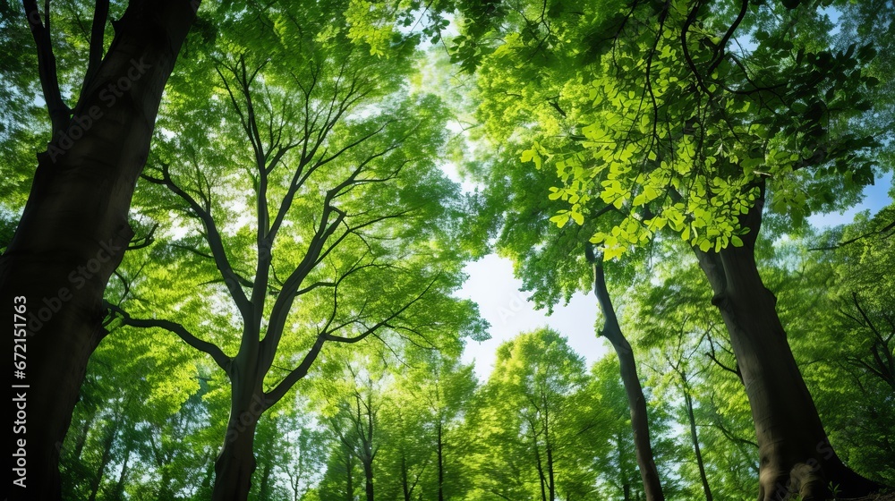 Fototapeta premium Trees in a excellence stop