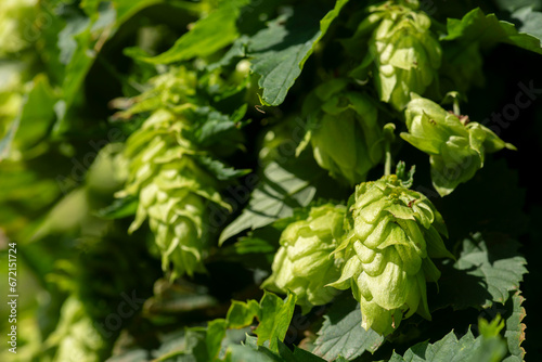 Blütenzapfen der weiblichen Blüte vom Hopfen hängen an der Schlingstaude. photo