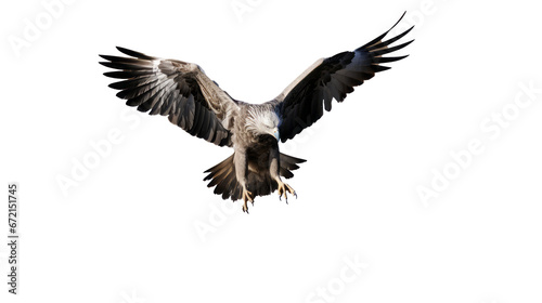 flying eagle isolated on background