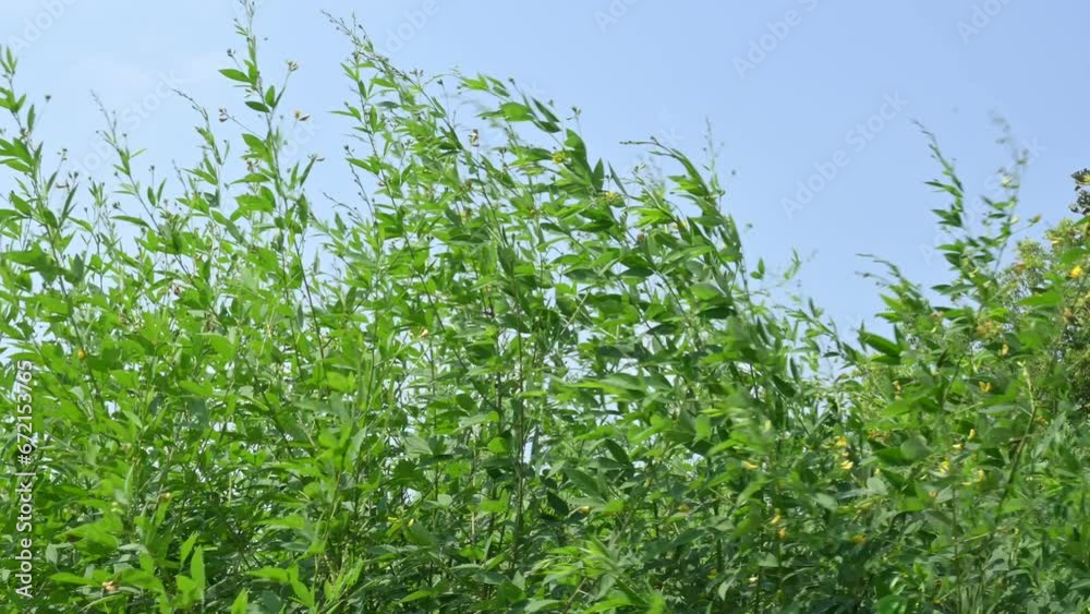 Pigeon pea crop with flowers. Pigeon pea plant in floral stage. Its other names Cajanus cajan, pigeonpea, red gram or tur. This is a perennial legume from the family Fabaceae.
Pigeon pea crop with flowers. Pigeon pea plant in floral stage. Its other names Cajanus cajan, pigeonpea, red gram or tur. This is a perennial legume from the family Fabaceae.