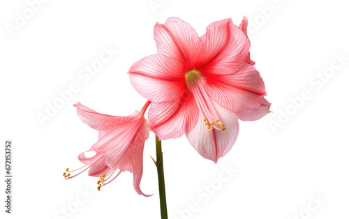 Blooming Elegance The Radiant Amaryllis Flower on White or PNG Transparent Background.