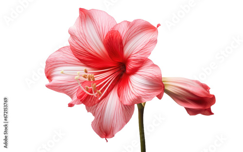 Petals of Grandeur Embracing the Beauty of Amaryllis on White or PNG Transparent Background.