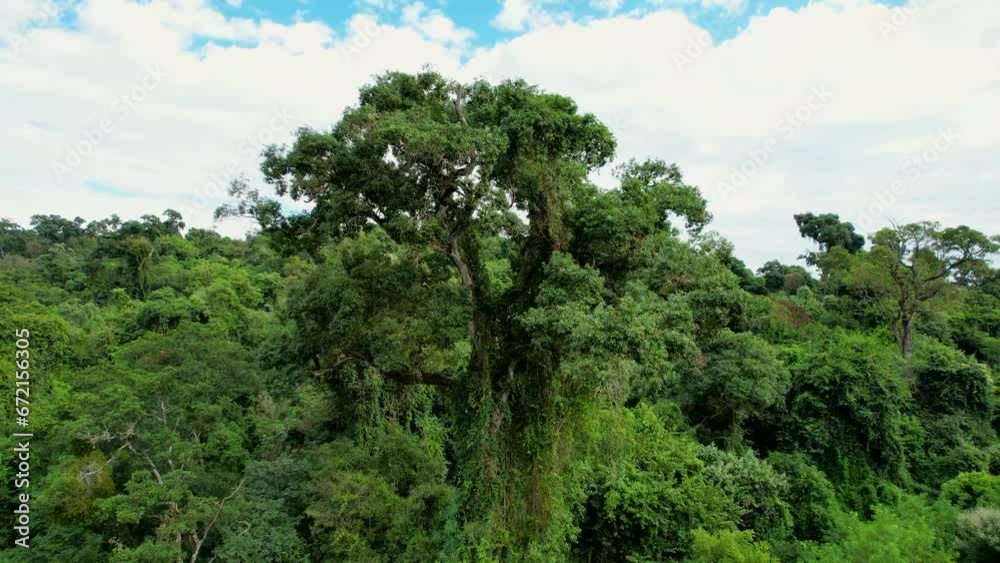 The beauty and grandeur of the rosewood tree. The beauty and grandeur of the rosewood tree.