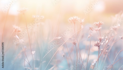  natural picture with wild grass in morning, summer