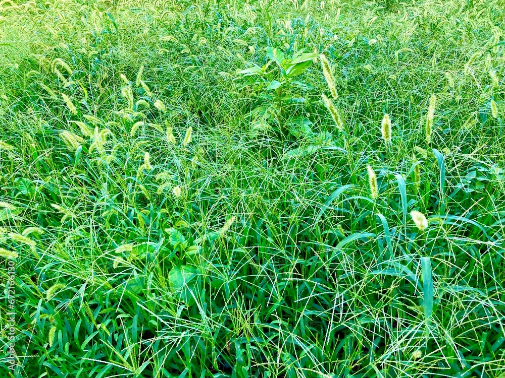 野原の雑草