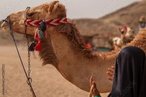 Fototapeta samoprzylepna Wielbłąd z właścicielem